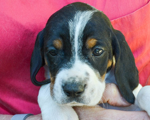 Medium Photo #1 Bluetick Coonhound-Treeing Walker Coonhound Mix Puppy For Sale in Lakeport, CA, USA