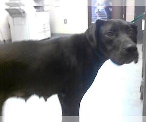 Great Dane Dogs for adoption in Fayetteville, NC, USA