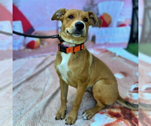 Labrador Retriever-Unknown Mix Dogs for adoption in Long Beach, CA, USA