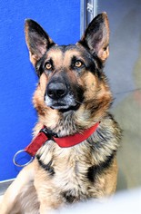 German Shepherd Dog Dogs for adoption in San Jacinto, CA, USA