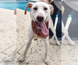 Labrador Retriever-Unknown Mix Dogs for adoption in Murrells Inlet, SC, USA