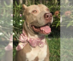 Mutt Dogs for adoption in Miami, FL, USA