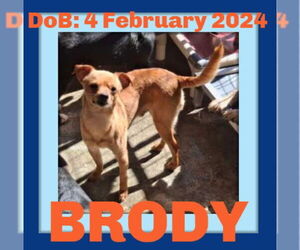 Chihuahua Dogs for adoption in Sebec, ME, USA