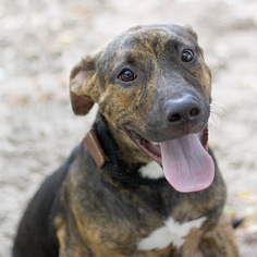 Plott Hound-Unknown Mix Dogs for adoption in Pensacola, FL, USA