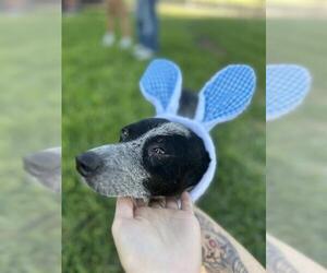 Mutt Dogs for adoption in San Antonio, TX, USA