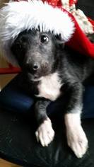 Bulloxer Dogs for adoption in Williamson, WV, USA
