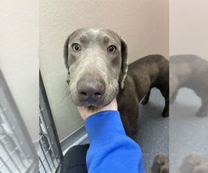 Catahoula Leopard Dog-Unknown Mix Dogs for adoption in Louisville, KY, USA