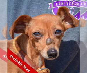 Chiweenie Dogs for adoption in Huntley, IL, USA