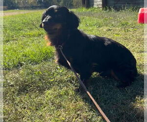 Dachshund Dogs for adoption in York, SC, USA