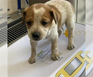 Australian Cattle Dog-Unknown Mix Dogs for adoption in Visalia, CA, USA