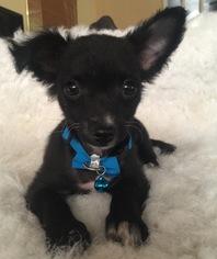 Medium Photo #1 Chihuahua-Unknown Mix Puppy For Sale in Fresno, CA, USA