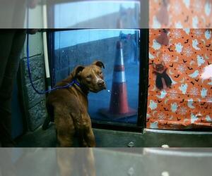 American Pit Bull Terrier-Unknown Mix Dogs for adoption in Tulsa, OK, USA