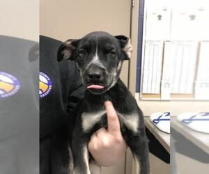 Labrador Retriever Dogs for adoption in Conroe, TX, USA