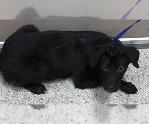 Labrador Retriever Dogs for adoption in Conroe, TX, USA