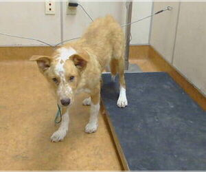 Border Collie-Unknown Mix Dogs for adoption in Sacramento, CA, USA