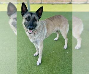 Mutt Dogs for adoption in Naples, FL, USA