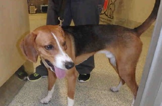 English Foxhound Dogs for adoption in Ontario, , USA