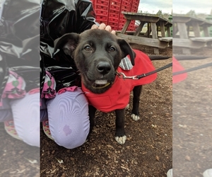 Labrador Retriever-Unknown Mix Dogs for adoption in dartmouth, MA, USA