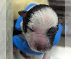 Mutt Dogs for adoption in Las Vegas, NV, USA