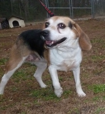 Beagle Dogs for adoption in Ashland, VA, USA