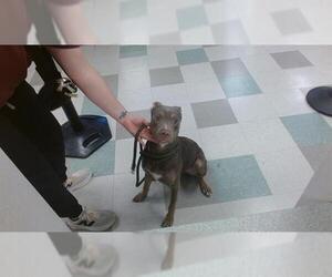 American Pit Bull Terrier Dogs for adoption in Oklahoma City, OK, USA