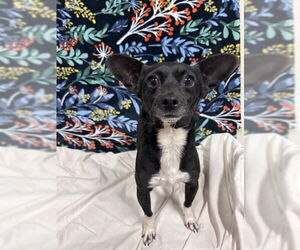 Chihuahua Dogs for adoption in Modesto, CA, USA