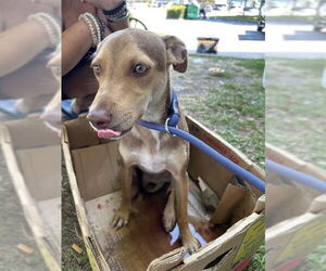 Chihuahua-Doberman Pinscher Mix Dogs for adoption in Sacramento, CA, USA