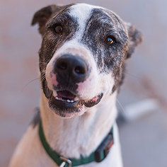Greyhound Dogs for adoption in Kanab, UT, USA