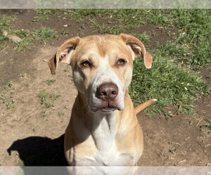 Labrador Retriever-Unknown Mix Dogs for adoption in Tulsa, OK, USA