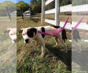 American Pit Bull Terrier-Border Collie Mix Dogs for adoption in Columbus, NC, USA