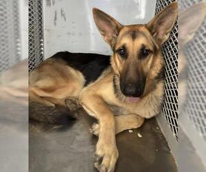 German Shepherd Dog Dogs for adoption in Bakersfield, CA, USA