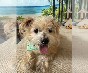 Mutt Dogs for adoption in San Leon, TX, USA