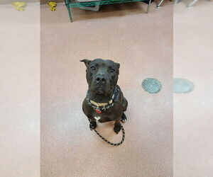 Staffordshire Bull Terrier Dogs for adoption in Ogden, UT, USA