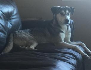 Siberian Husky Dogs for adoption in Menifee, CA, USA