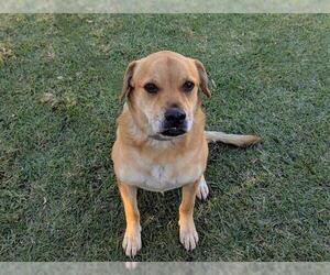 Shug Dogs for adoption in San Clemente, CA, USA