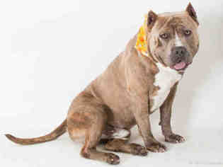 American Pit Bull Terrier Dogs for adoption in San Andreas, CA, USA