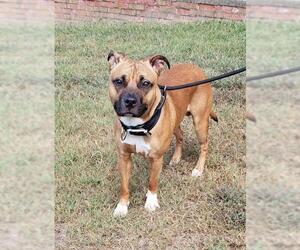 American Pit Bull Terrier Dogs for adoption in Hollywood, MD, USA