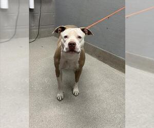 American Pit Bull Terrier-Unknown Mix Dogs for adoption in Las Vegas, NV, USA