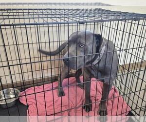 American Pit Bull Terrier Dogs for adoption in Texas City, TX, USA