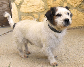 Pembroke Welsh Corgi-Unknown Mix Dogs for adoption in Tehachapi, CA, USA