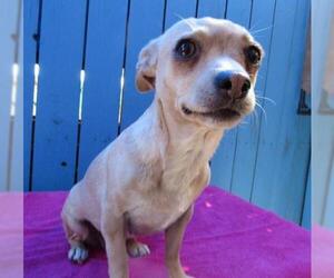 Chiweenie Dogs for adoption in Apple Valley, CA, USA