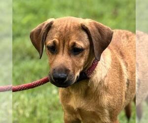 Labrador Retriever-Retriever Mix Dogs for adoption in Yardley, PA, USA