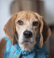 Beagle Dogs for adoption in Kenner, LA, USA