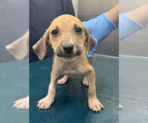 Black Mouth Cur-Unknown Mix Dogs for adoption in Mobile, AL, USA