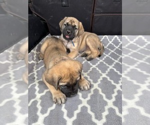 Mastiff Dogs for adoption in Edmond, OK, USA