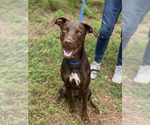 German Shorthaired Pointer-Unknown Mix Dogs for adoption in Fayetteville, GA, USA