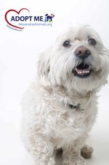 Biton Dogs for adoption in Alexandria, VA, USA