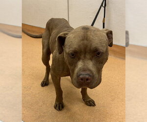Mutt Dogs for adoption in Martinez, CA, USA