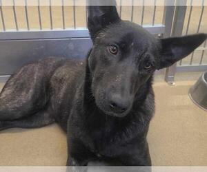 Dutch Shepherd -Unknown Mix Dogs for adoption in Rockwall, TX, USA