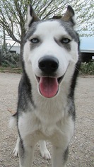Alaskan Husky Dogs for adoption in Von Ormy, TX, USA